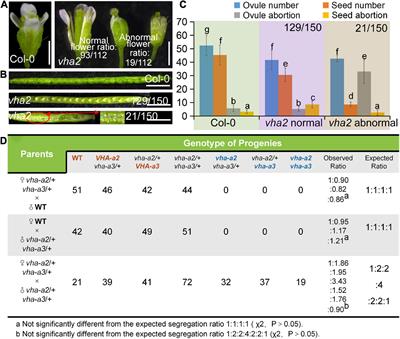 Tonoplast proton pumps regulate nuclear spacing of female gametophytes via mediating polar auxin transport in Arabidopsis